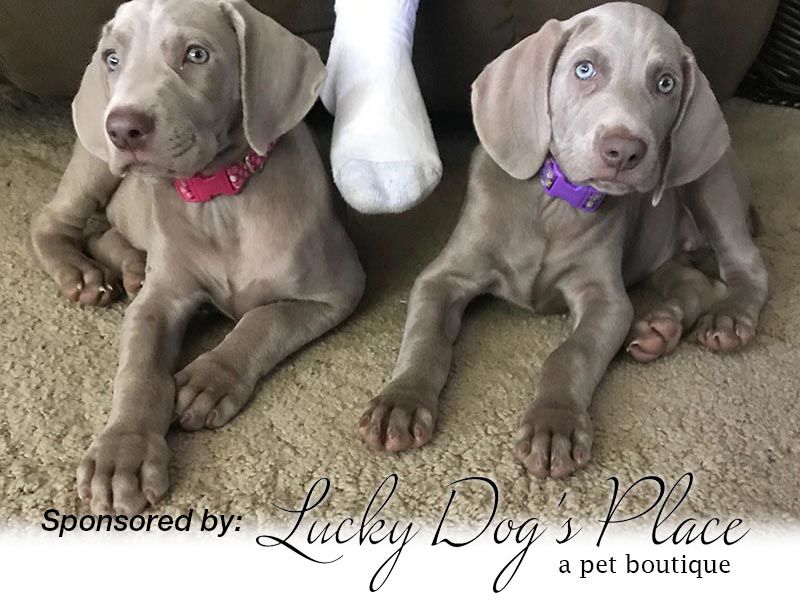 Gracie & Angel